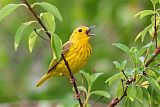 Yellow Warbler